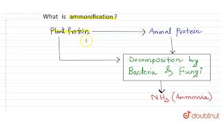 What is ammonification [upl. by Liebowitz]