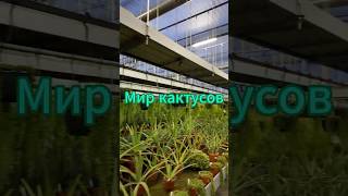 Сказочное путешествие в царство кактусов цветы plants garden [upl. by Tharp]