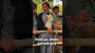 निर्गुन्डी एक औषधीय गुणों वाली क्षुप है nirgundi farming निर्गुंडी shotshortsoffical [upl. by Okram]