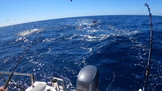 Double hookup on striped marlin off a bait ball [upl. by Hartzel414]