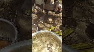 Lunch time eating cornmeal porridge with meat hadzabe hunters shortsvideo [upl. by Marylee804]