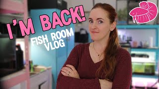 Simply Betta Fish Room Vlog My Next Aquascapes [upl. by Akiemahs]