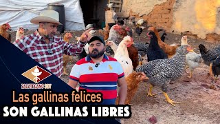 COMIERON CHAPULINES Y LES ENCANTARON Les cayeron muy bien a las gallinas [upl. by Aivlys648]