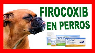 Previcox FIROCOXIB en PERROS Dosis Uso y sus Efectos Secundarios [upl. by Aurie]