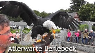 Birds of prey center Adlerwarte Berlebeck Germany [upl. by Atikir903]