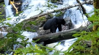 The Best Alaska Black Bear Excursion Ketchikan Traitors Cove Part 2  The Escape [upl. by Catton]