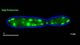 The endosome shuttle [upl. by Kay957]