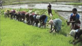 Reversing Desertification in Sahel Using Lessons from the Loess Plateau [upl. by Griffith]