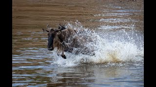 Line of blue wildebeest cross Mara river [upl. by Ahsied]