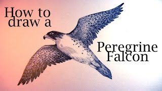 How to draw a Peregrine Falcon [upl. by Neemsay]