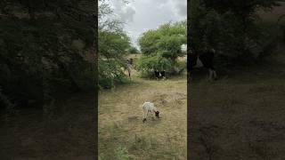 The goats are standing in the forestgoatforesttharviralshort [upl. by Wheelwright]