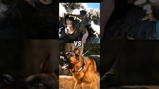 GERMAN SHEPHERD VS ROTTWEILERDOBERMAN australian cattle doglabrador PapillonetcintelligenceP2 [upl. by Oeram756]