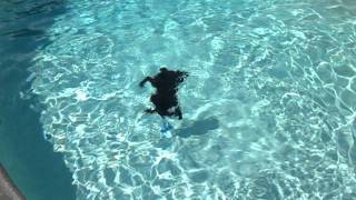 Bella the diving Boykin Spaniel [upl. by Abehshtab]