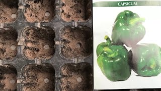 Capsicum seedling Rooftopandterracekitchengardenkitchengarden capsicum seedlingtrays seeds [upl. by Garnet]