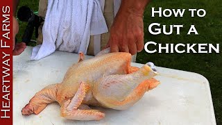 How to Gut a Chicken  Heartway Farms  Cornish Cross Chicken Processing  Prepping a Chicken [upl. by Schram717]