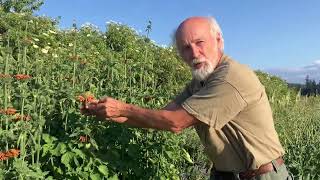 How to grow Wild Dagga Leonotis leonurus [upl. by Lister]