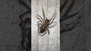 Lace Weaver Spider Combing It’s Web spiders arachnids nature [upl. by Ennadroj94]