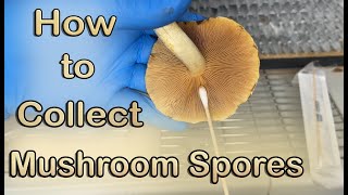 How to Collect Mushroom Spores  Spore Print amp Swab [upl. by Aniad]