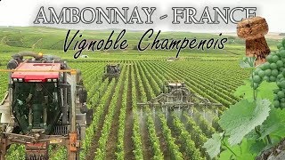 Vignoble Champenois Ambonnay  Champagne Moreau [upl. by Yalcrab377]