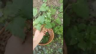 Garlic Mustard Alliaria petiolata and what you can eat from Garlic Mustard [upl. by Laikeze]