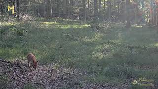 Le Renard de NANTEAU sur LUNAIN partie 2 [upl. by Cathleen]