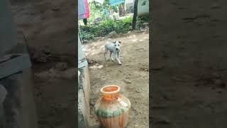 Rajapalayam dog puppy mass walking [upl. by Eerb]