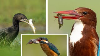 Common Kingfisher  White throated kingfisher  Little Cormorant  Birds Action Video  birds [upl. by O'Callaghan391]