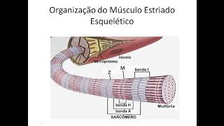 Fisiologia do Músculo Estriado Esquelético [upl. by Shepley]