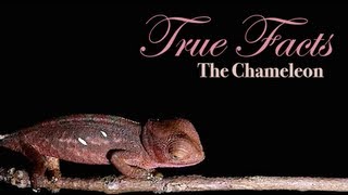 True Facts About The Chameleon [upl. by Yanaj904]