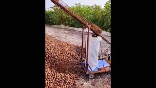 Walnuts bagging process Good tools and machinery make work easy [upl. by Xila]