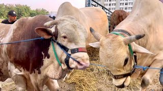 ROMBONGAN SAPI RAKSASA ROSSI TERBESAR INDONESIA TURUN DARI TRUK ‼️🔥🔥🔥 [upl. by Cinnamon539]