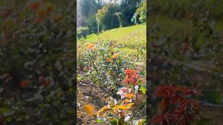 Ooty Rose Garden sruthymakesh ootytravelguide travelshorts shortsyoutube shortsmalayalam [upl. by Maxama]