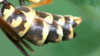 Polistes sp with Xenos vesparum Strepsiptera 2 [upl. by Thurlough541]