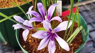 【激レア種】バビアナ・クネアタ！Babiana cuneata blooming in my nursery [upl. by Gavin]