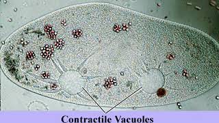 Paramecium contractile vacuole  osmotic regulation [upl. by Seitz]