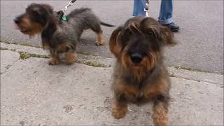 An Encounter with Wirehaired Dachshunds [upl. by Martynne]