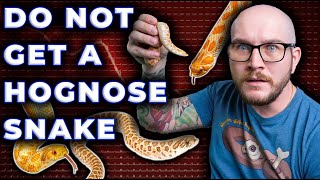 DO NOT Get A Hognose Snake They Suck 3 Reasons Why [upl. by Haroved]