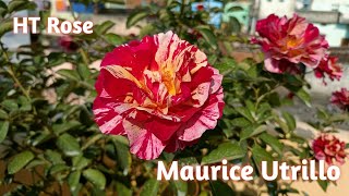 Maurice utrillo rose rose htrose flowers [upl. by Layod]