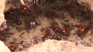 FORMIGA SAÚVA ATTA spp ATTA LEAFCUTTING ANTS Atividades no formigueiro depois da tempestade [upl. by Sivehc]