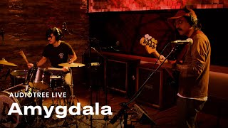 Amygdala  Semillas  Audiotree Live [upl. by Mommy]