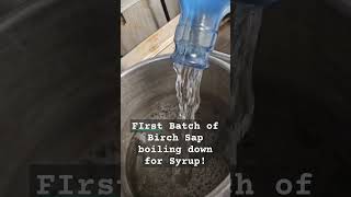 First Batch of Birch Sap being made LivingAlaska cheflife [upl. by Uzziel]