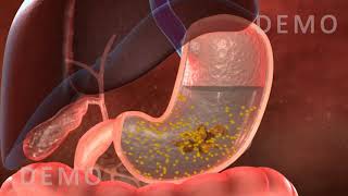 THE HUMAN DIGESTIVE SYSTEM OESOPHAGUS AND STOMACH v02 [upl. by Yul356]