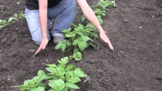 How to Grow and Care for Potatoes  Gurneys Video [upl. by Barret]