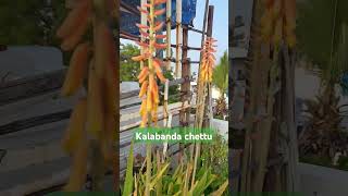 Kalabanda chettu [upl. by Blondy]