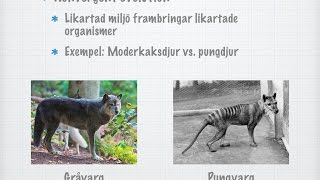 Konvergent och divergent evolution gammal [upl. by Norramic]