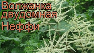 Волжанка двудомная Неффи kneiffii 🌿 обзор как сажать рассада саженцы волжанки Неффи [upl. by Nnyrat]