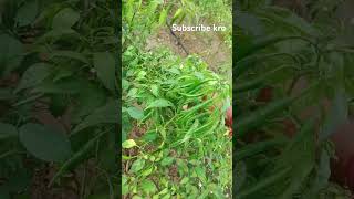 Chilli plant 1233 virayti 🌿✅subscribe youtubeshorts vairalshort [upl. by Nnayd]