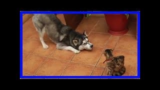 Husky bemüht sich herzallerliebst um BengalKatze [upl. by Windy]