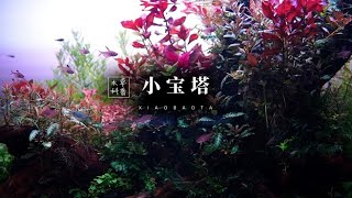 水草科普｜小宝塔 [upl. by Analed]