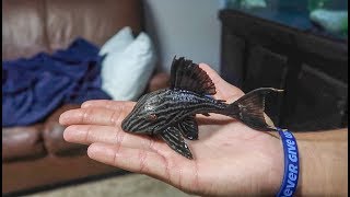 The RARE ROYAL PLECOSTOMUS FISH [upl. by Ttik]